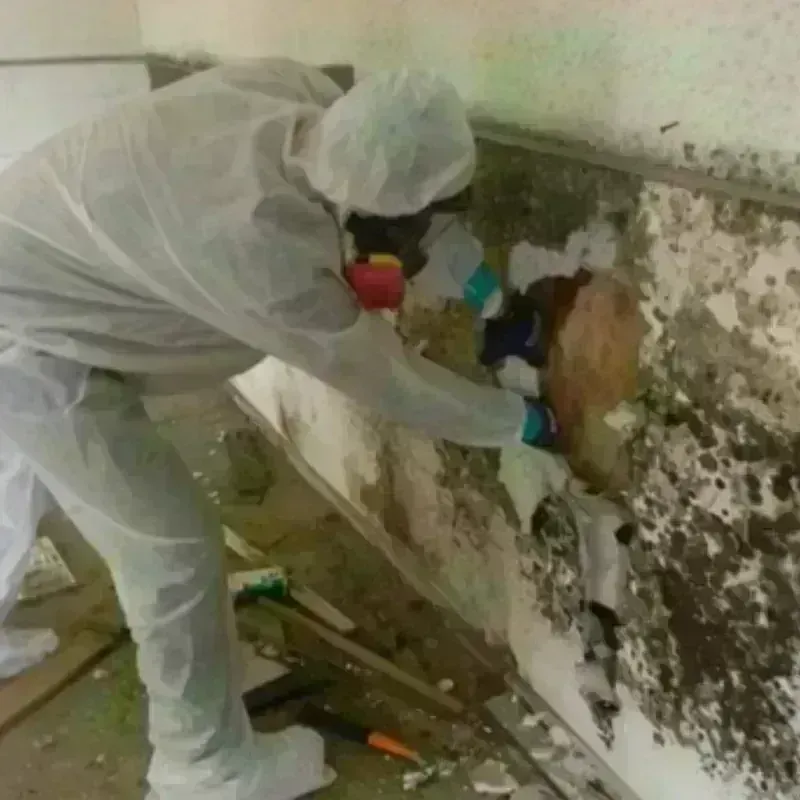 Mold Remediation and Removal in Nemaha County, NE